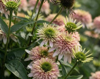 May include: A cluster of Echinacea flowers featuring double-layered petals in soft shades of pale pink and cream, surrounding a vibrant lime green center. The plants have dark green, lance-shaped leaves on sturdy stems, with some blooms in various stages of maturity.
