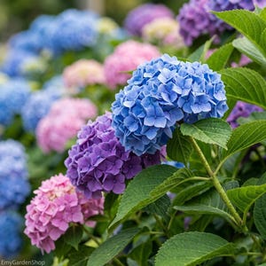 May include: A close-up of a vibrant display of hydrangea flowers in full bloom. The image showcases a variety of colors, including shades of blue, purple, and pink. Lush green leaves provide a contrasting backdrop to the colorful blossoms.