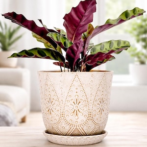 Puede incluir: Una planta de Calathea en una maceta de cerámica color crema con un platillo a juego. La maceta presenta un patrón en relieve detallado. La planta tiene hojas grandes con tonos burdeos y verdes, creando un contraste llamativo.