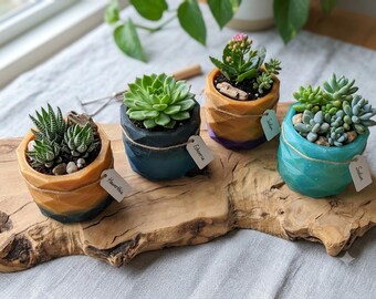 Juego de macetas para suculentas hechas a mano, únicas y exclusivas, con base de madera de olivo.