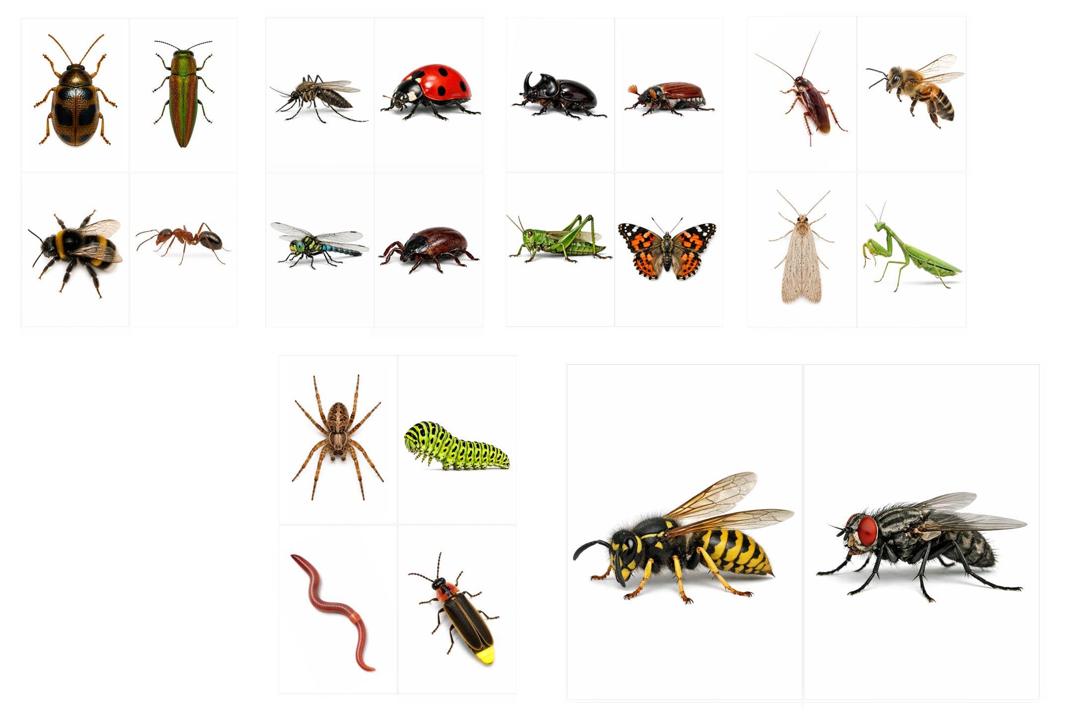 Insects Flashcards Printable | Toddler Learning Cards | Montessori ...