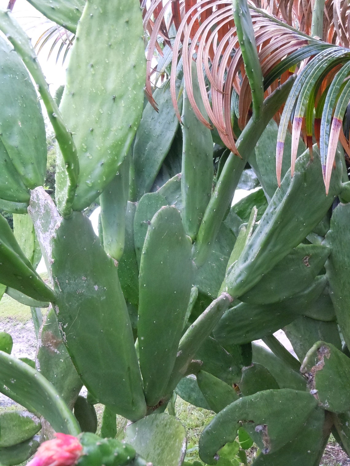 6 Opuntia Cactus Pads Fruit Edible Plants Cuttings Reptile Etsy