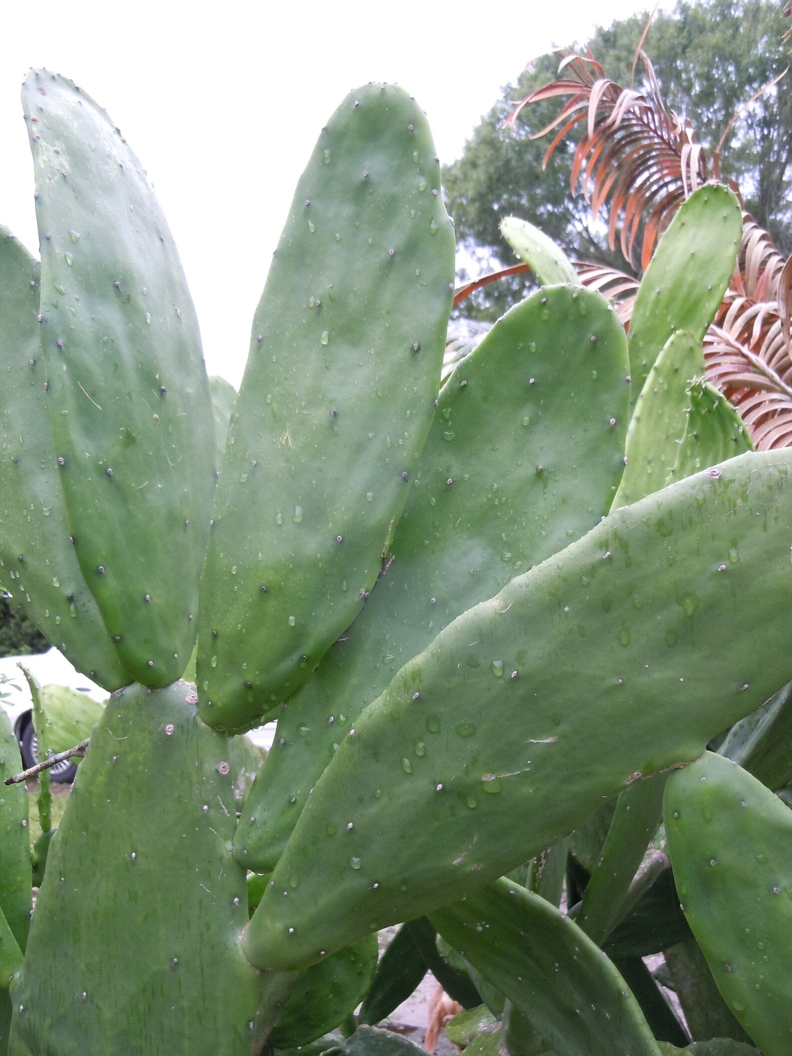 2 Opuntia Cactus Pads Fruit Edible Plants Cuttings Reptile Etsy