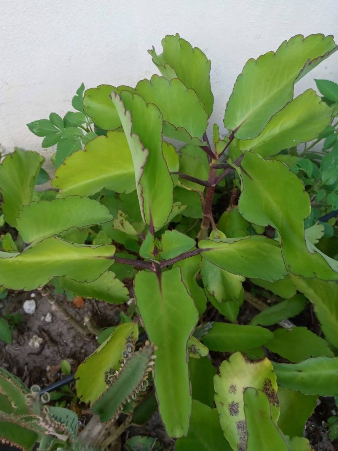 5 Leaf Of Life Stem Cuttings Miracle Plant Asthma Herbal