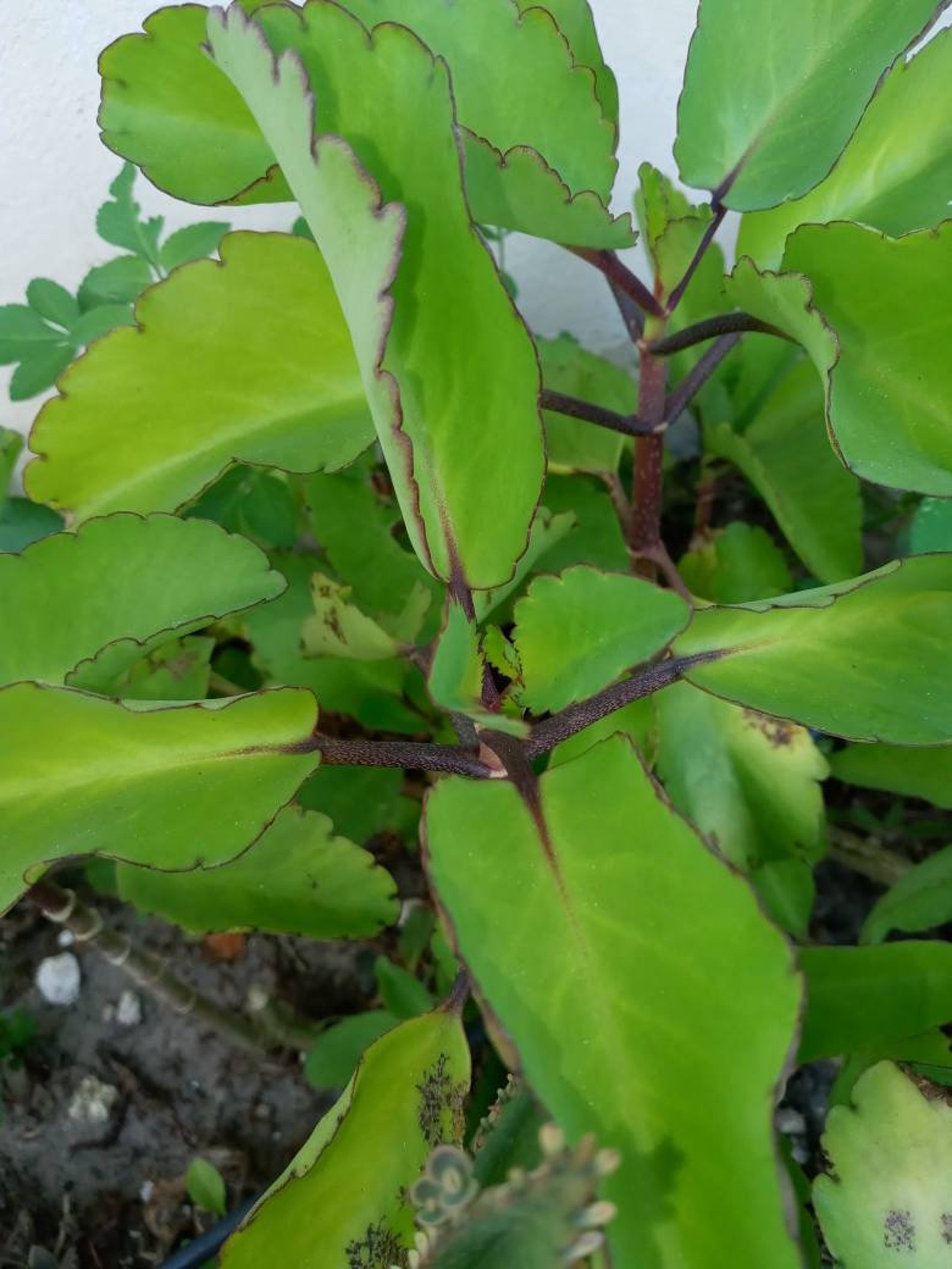 5 Leaf Of Life Stem Cuttings Miracle Plant Asthma Herbal