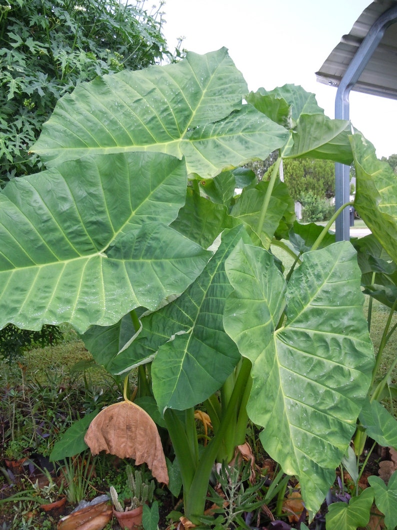 10 Elephant Ears Plants Colocasia Arrowleaf Perennials