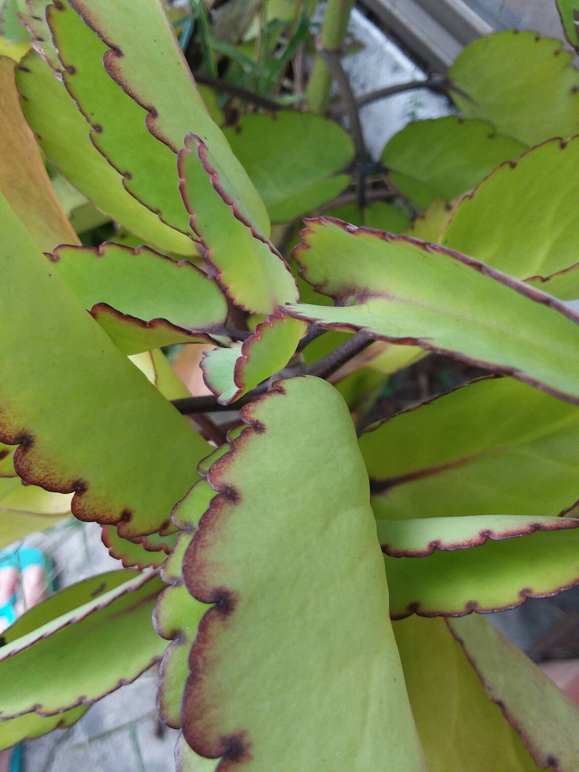 5 Leaf Of Life Stem Cuttings Miracle Plant Asthma Herbal