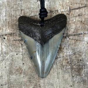 Megalodon Shark Tooth Necklace
