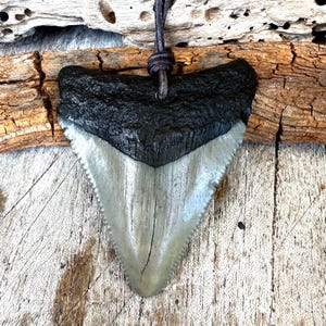 Megalodon Shark Tooth Necklace