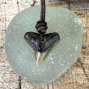 Bull Shark Tooth Necklace