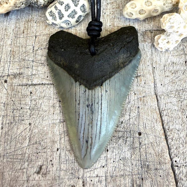 Fossil Shark Tooth Necklace