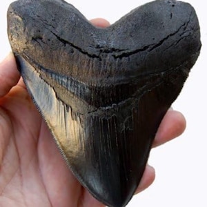 5.5" Megalodon Tooth Replica Museum Quality Giant Black Shark Tooth Prehistoric Fossil Decor Paleontology Gift for Shark Lovers