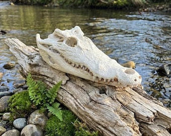 Crânio de jacaré autêntico | Espécime natural para estudo de osteologia e educação científica | Vitrine de curiosidades | Exposição de osteologia de predadores | Arte do pântano