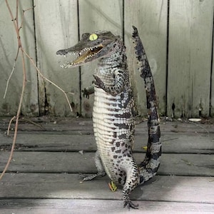 May include: A taxidermied alligator stands upright on a wooden surface. The alligator has a detailed, textured pattern in shades of gray, black, and white. Its mouth is open, revealing teeth, and its yellow eyes are visible. The tail is curved.