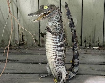 Ejemplar real de caimán, curiosidad, taxidermia de caimán real de pie, montaje de reptil antropomórfico vertical, regalo para coleccionistas naturalistas.