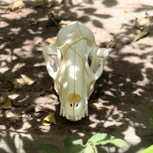 Real Raccoon Skull Specimen | Real Skull | Osteology Taxidermy | Oddities Cabinet Decor | Macabre Home Deco