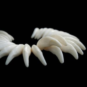 Veri denti di coyote all'ingrosso / Gioielli, arte, artigianato unico, costume / Autentica parte di osso animale per artigianato / Provenienza etica / Decorazioni macabre per la casa