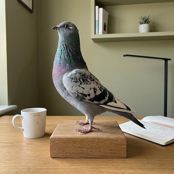 Real Homing Pigeon Taxidermy - Ethically Sourced | Rogue Taxidermy Art | Real Bird Specimen