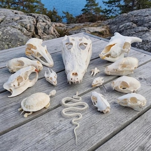 Real Animal Skulls Collection - Taxidermy Bone Art Specimen, Vulture Culture Decor, oddities cabinet