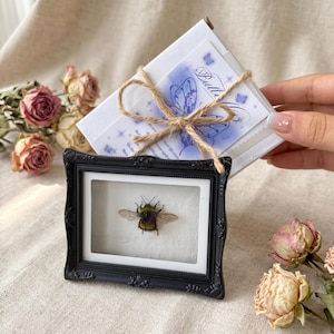 Inramad humlemagnet med presentask | Klar att ge bort som bi-taxidermi | Mini-insektsram | Skrivbordsdekoration från Cottagecore | Present till naturälskare