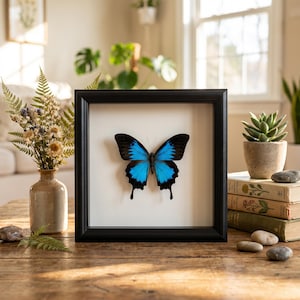 May include: A framed butterfly with vibrant blue and black wings. The butterfly is centered on a white background within a black square frame. The image is displayed on a wooden table, with decorative elements in the background.