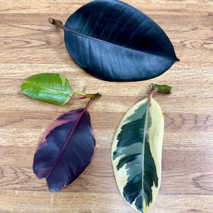 May include: Three rubber plant leaves in varying colors. One is a deep, dark green, another is a mix of green and cream, and the third is a blend of purple and pink. The leaves are on a wooden surface.