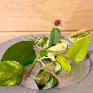 Pothos Cutting Bundle, Eight Varieties