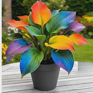 Semillas de Hosta Rekwiat Coleus Rainbow: follaje colorido y variedad de jardín única.