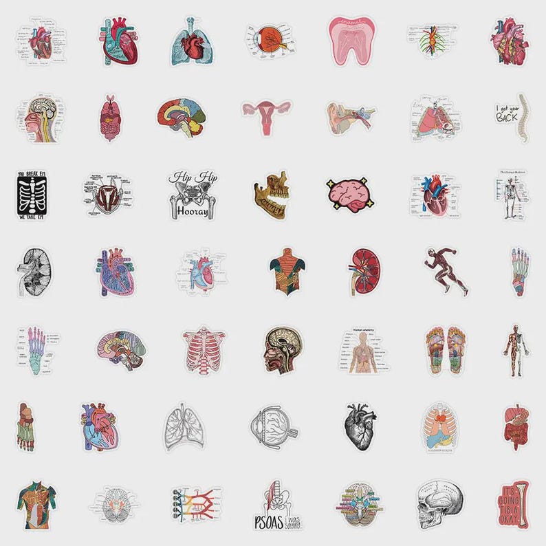 50 Science & Anatomy Stickers, Physiology Sticker Pack, Medical Study ...