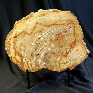 Large Petrified Wood Slice on Stand Natural Fossil Stone Organic Decor Cabinet of Curiosities