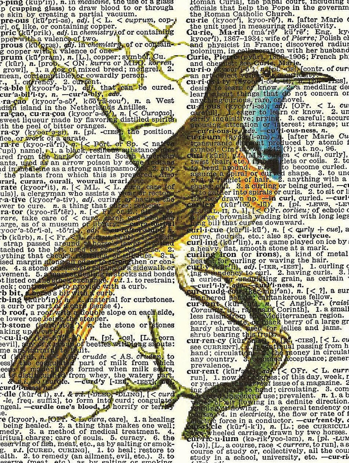 Bird Vintage Dictionary Print Beautiful Antique Illustration Etsy