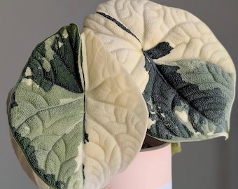 Alocasia Melo Albo, panaschierte lebende Zwiebelpflanze, seltene Zimmerpflanze, mit Pflanzengesundheitszeugnis