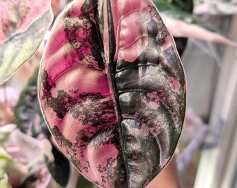 Alocasia Cuprea Caramel Pink Latte Żywe cebule roślinne o różnych kolorach Rzadka roślina doniczkowa, certyfikat fitosanitarny