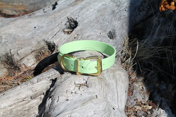 light green dog collar