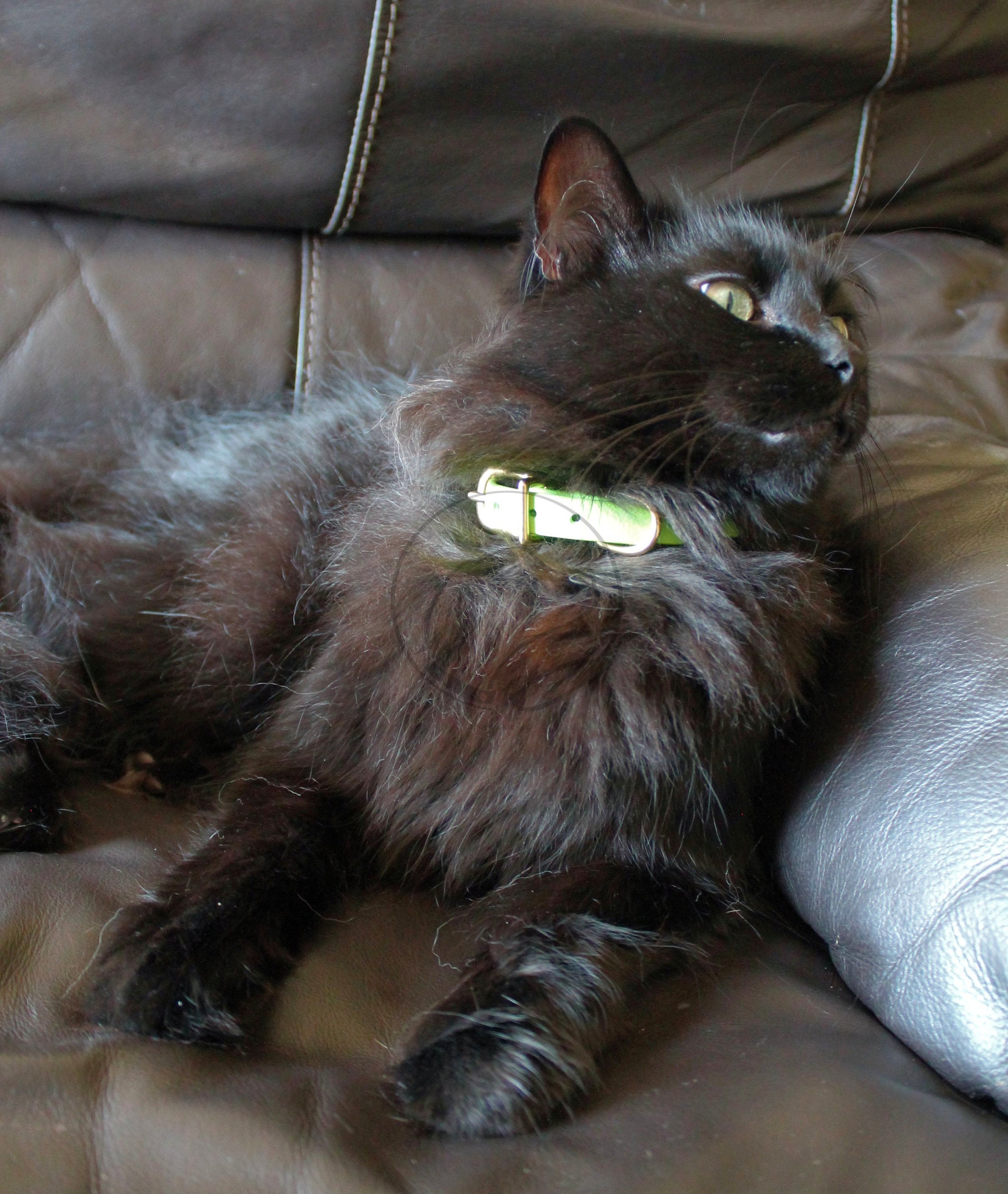 etsy cat collars