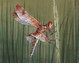 ORIGINAL Watercolor Painting of Calico Pennant Dragonfly on Grass, Wall Art, Home Decor, Nature, Wildlife Illustration, Kids Room, Green Red