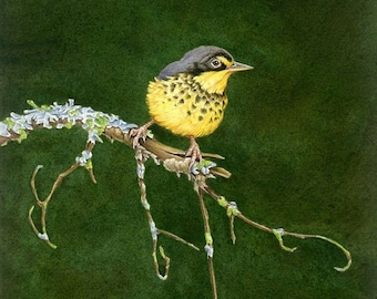 ORIGINAL Watercolor Painting of Canada Warbler, Bird Painting, Bird Art, Wall Art Home Decor, Wildlife, Nature, Birds, Lichens, Green Yellow