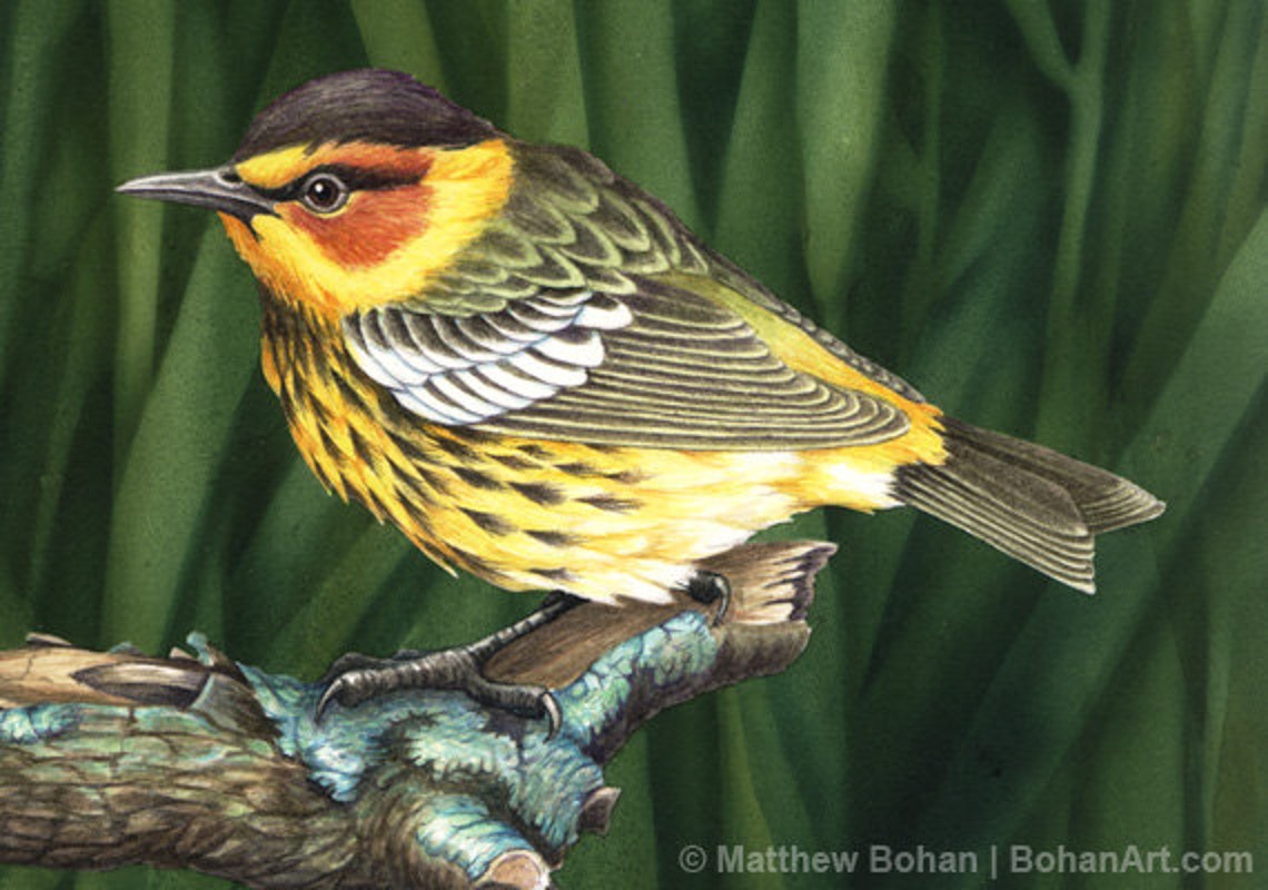 ORIGINAL Watercolor Painting of Cape May Warblers Bird Etsy