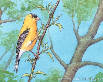 ORIGINAL Watercolor Painting of American Goldfinch, Bird Painting, Bird Art, Wall Art Home Decor, Wildlife Nature, Yellow Blue FREE SHIPPING