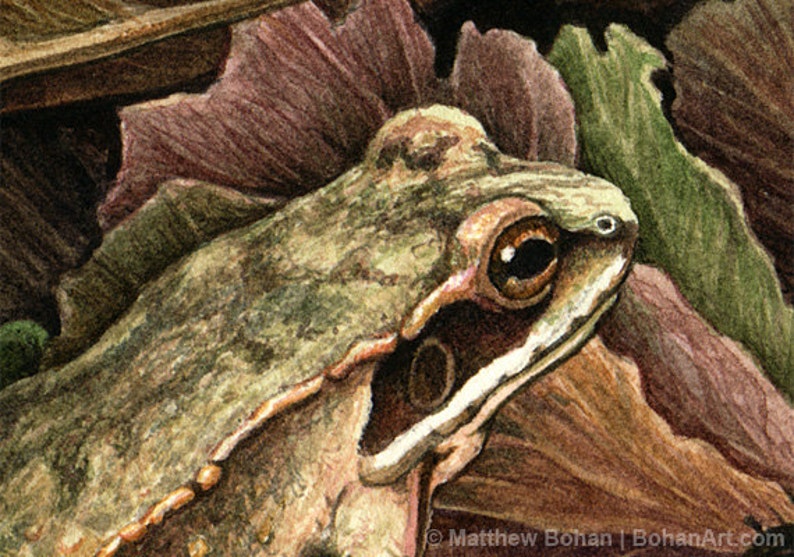 MATTED Wood Frog Print from Original Watercolor Painting | Etsy