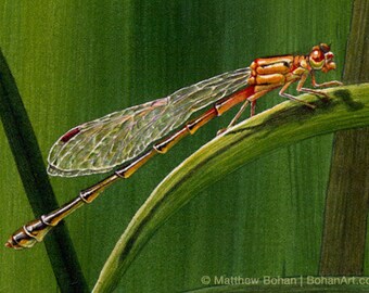 ORIGINAL Watercolor Painting, Female Forktail Damselfly, Dragonfly, Wall Art Home Decor, Nature, Wildlife Illustration, Green, FREE SHIPPING