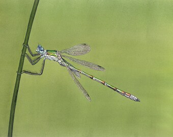 ORIGINAL Watercolor Painting of Spread-winged Damselfly, Dragonfly Wall Art Home Decor, Nature Wildlife Illustration, Green, FREE SHIPPING