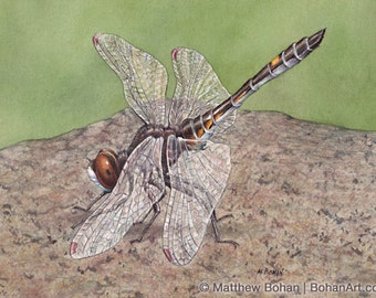 ORIGINAL Watercolor Painting of Dot-tailed Whiteface Dragonfly, Wall Art Home Decor, Nature, Wildlife Illustration, Small Art, FREE SHIPPING