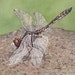 see more listings in the Dragonfly Paintings section