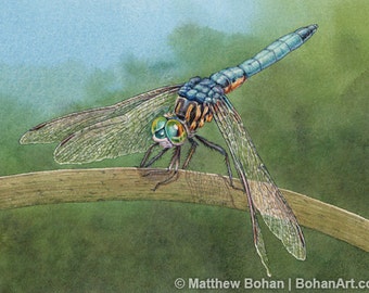 ORIGINAL Watercolor Painting of Blue Dasher Dragonfly, Wall Art, Home Decor, Nature, Wildlife Illustration, Blue Green, Kids, FREE SHIPPING