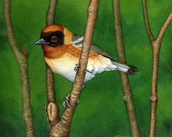 ORIGINAL Watercolor Painting of Bay-Breasted Warbler, Bird Painting, Bird Art, Wall Art, Home Decor, Wildlife, Nature, Migratory Birds, Gift