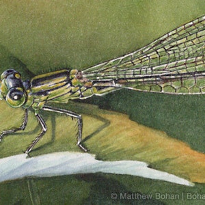 ORIGINAL Watercolor Painting of Eastern Forktail Damselfly, Dragonfly, Wall Art, Home Decor, Nature Wildlife, Small Art, Green FREE SHIPPING image 2