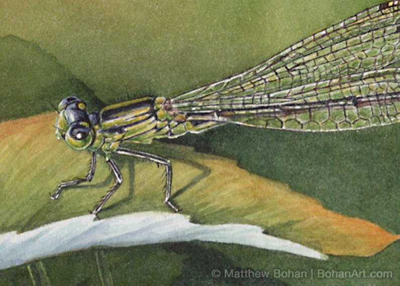 ORIGINAL Watercolor Painting of Eastern Forktail Damselfly, Dragonfly, Wall Art, Home Decor, Nature Wildlife, Small Art, Green FREE SHIPPING image 2