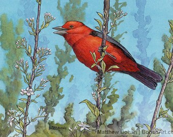 ORIGINAL Watercolor Painting of Scarlet Tanager Cherry Blossoms, Bird Painting, Wall Art Home Decor, Wildlife Nature, Red Blue FREE SHIPPING