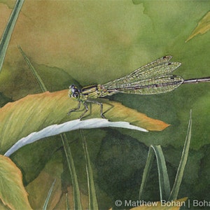 ORIGINAL Watercolor Painting of Eastern Forktail Damselfly, Dragonfly, Wall Art, Home Decor, Nature Wildlife, Small Art, Green FREE SHIPPING image 1